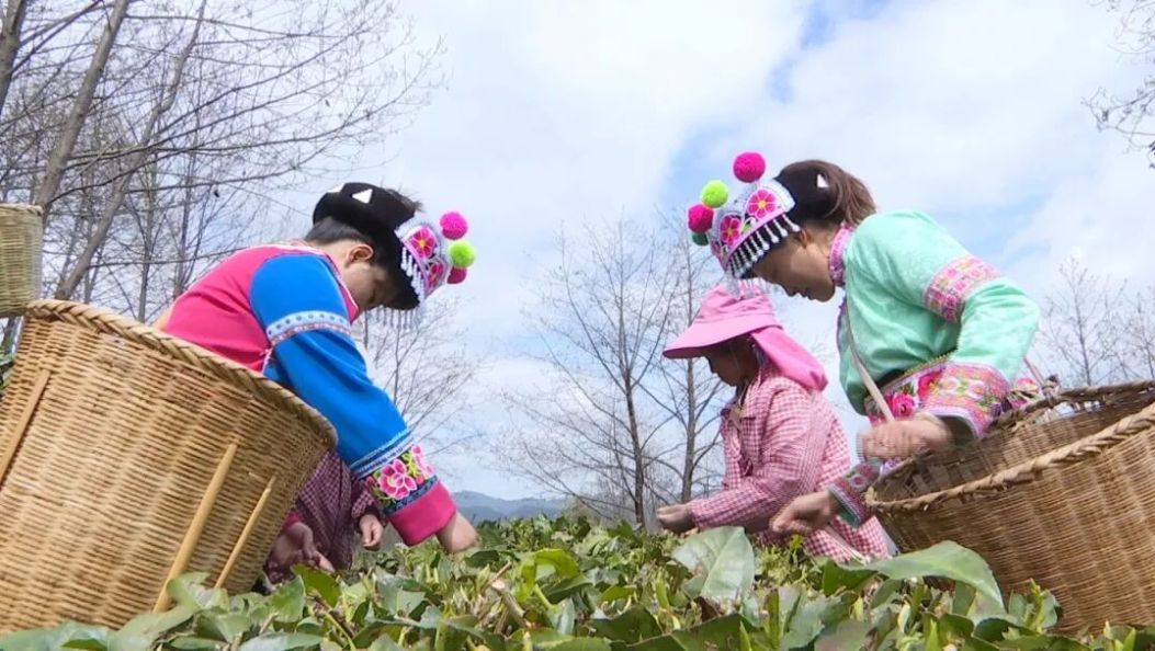 背个竹篓日入500元！羡慕吗？这是大理2400米高山上的“春日工资”