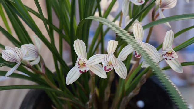 一部手机撬动上亿产业！看52岁“新农人”如何带火鹤庆兰花？