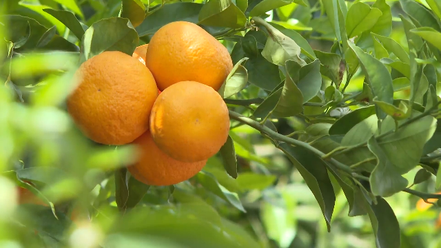 有事找法庭“调一调”！宾川“水果产业法庭”专管水果那些事儿~