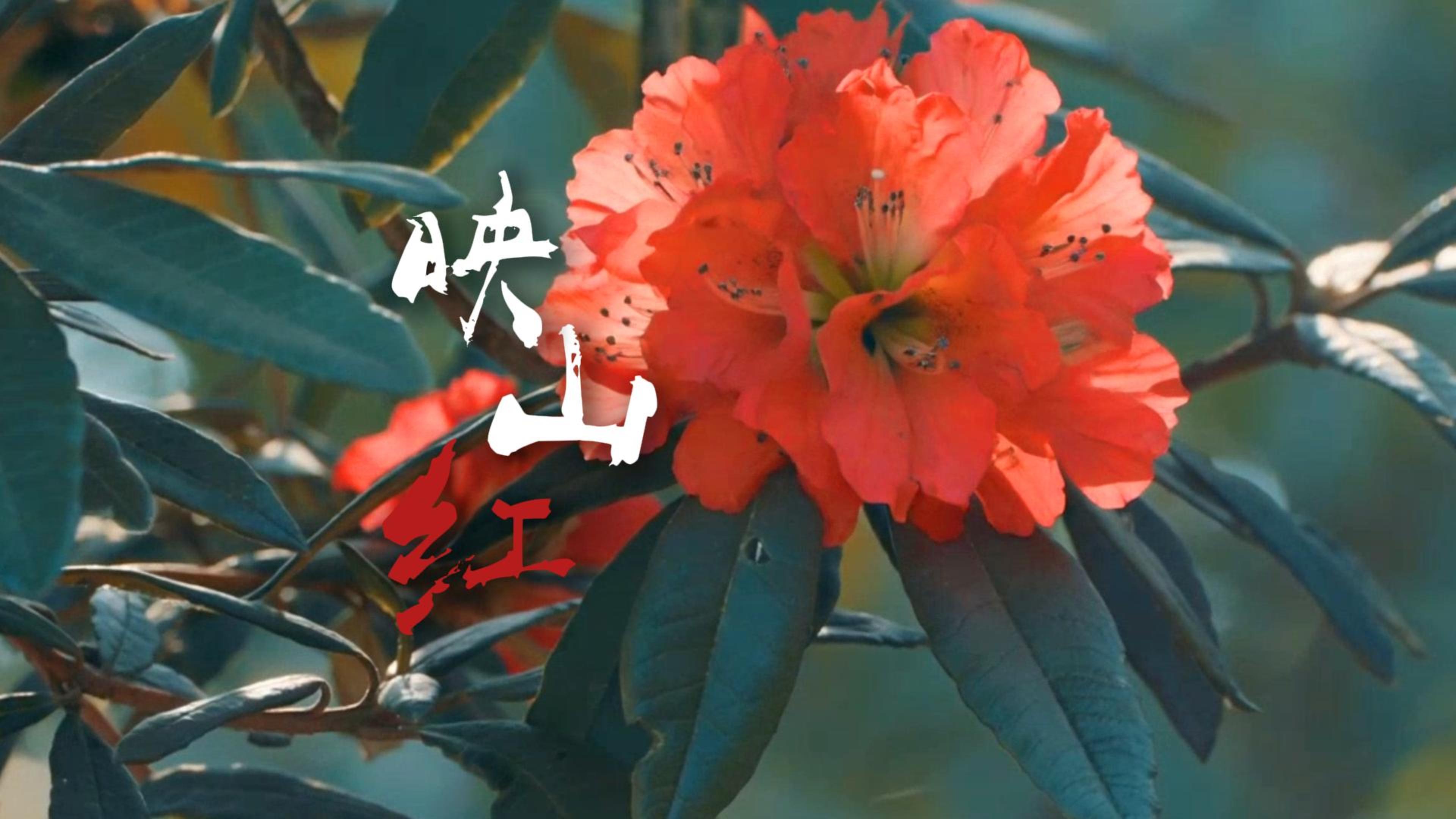 #在大理爱上生活 当大理映山红遇上朝鲜语歌谣，以一曲《映山红》，赴一场大理花事！ #这里是大理 #人类心灵栖居地大理