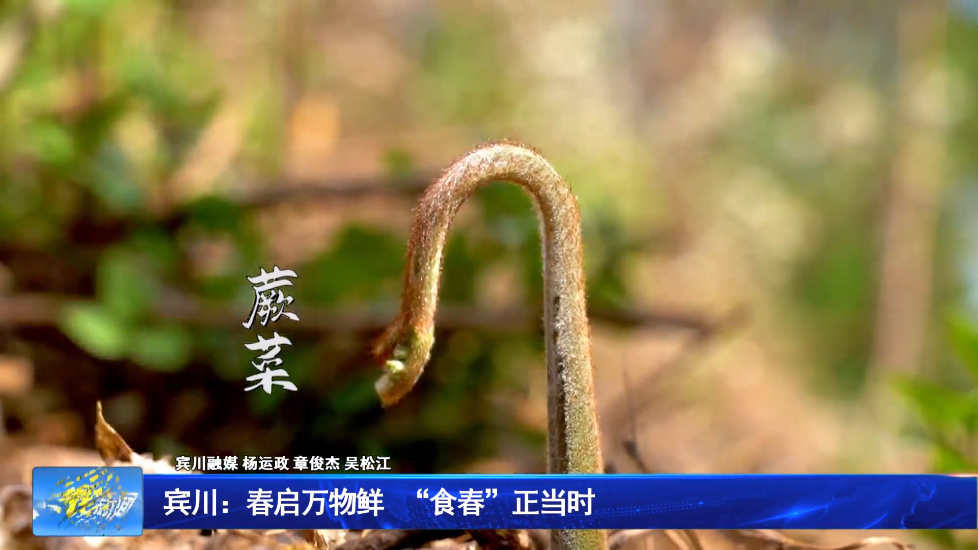 宾川：春启万物鲜 “食春”正当时