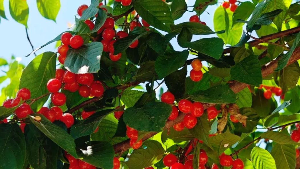 春天的第一口樱桃，吃了吗？