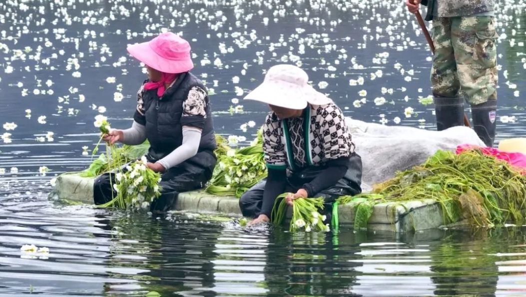 春菜顶流来了！洱源海菜花从湿地“游”进全国商超