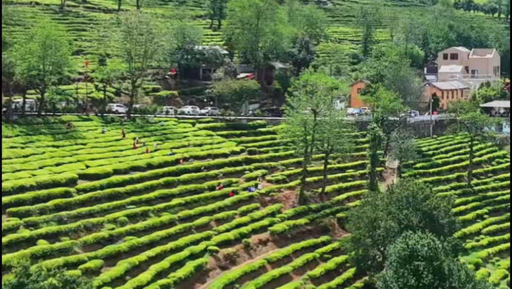 春染无量山，茶香采摘忙～大理南涧无量山春茶开采啦！#春茶 #在大理爱上生活