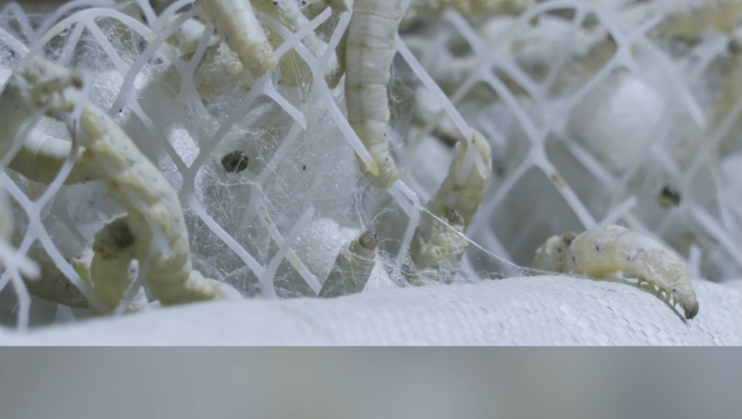 小蚕桑织就大产业 乡村振兴有“丝”路    #乡村振兴 #特色产业