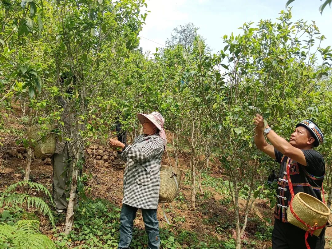 冰岛古茶采摘现场2026年4月4日摄 (2).jpg