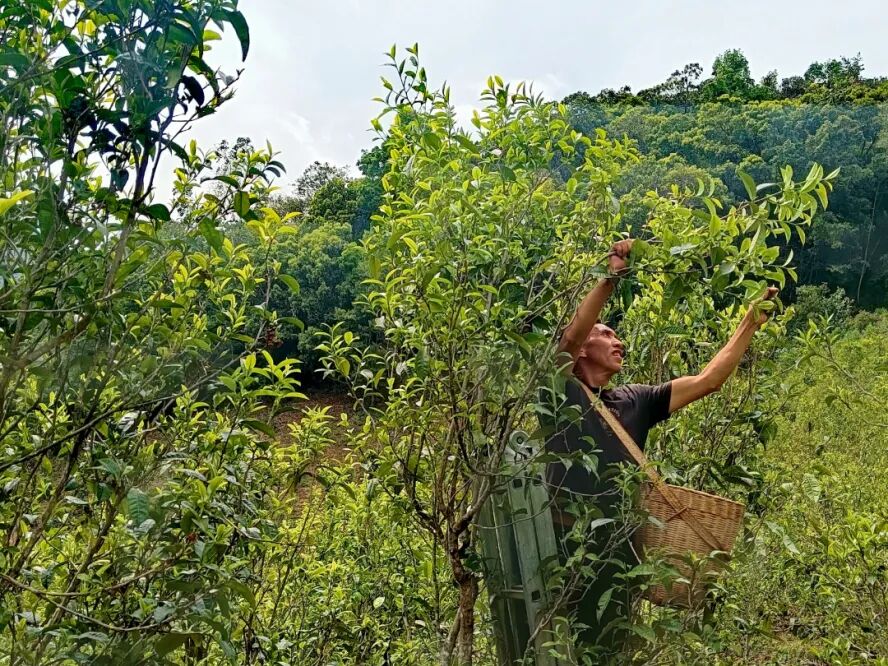 冰岛古茶采摘现场2026年4月4日摄 (1).jpg