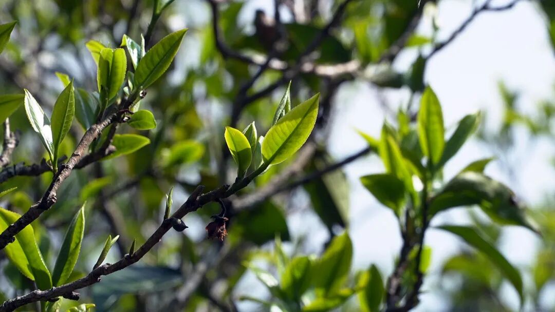 冰岛古茶园2026年4月4日摄 (1).JPG