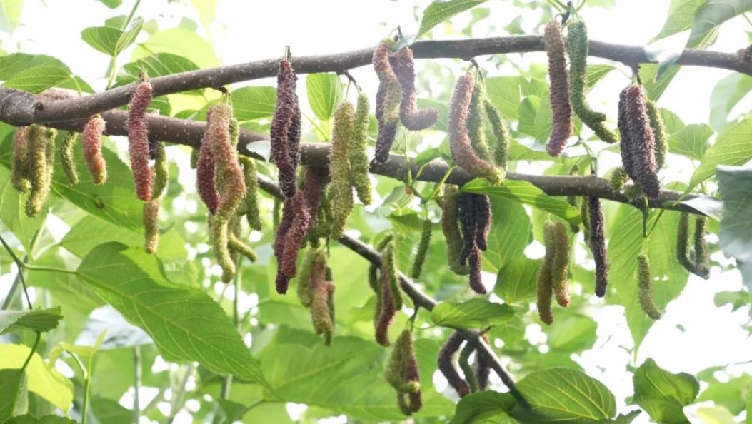 春日“葚”是美好 ，宾川的桑葚等你来尝鲜~