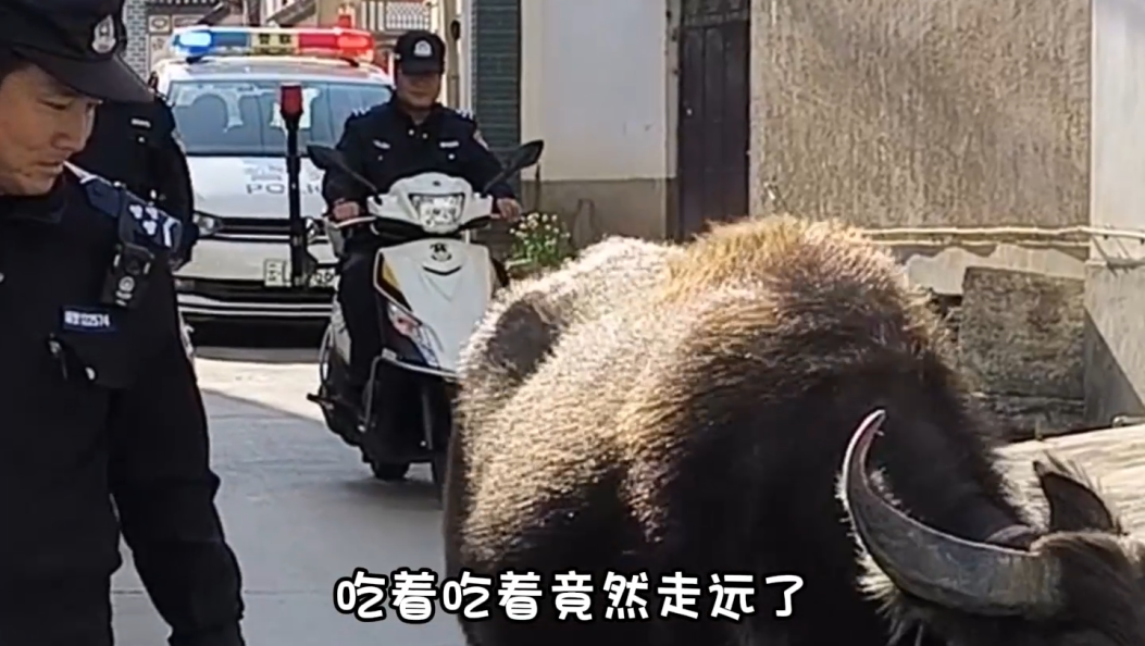 “离家出走”半个月 一头牛的归家路 #正能量 #暖心小事