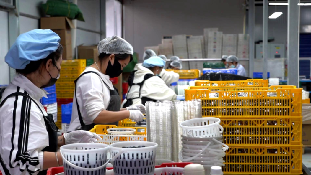 日销50吨、用工总支付3000多万，宾川“顶流”蓝莓托起群众增收的底气