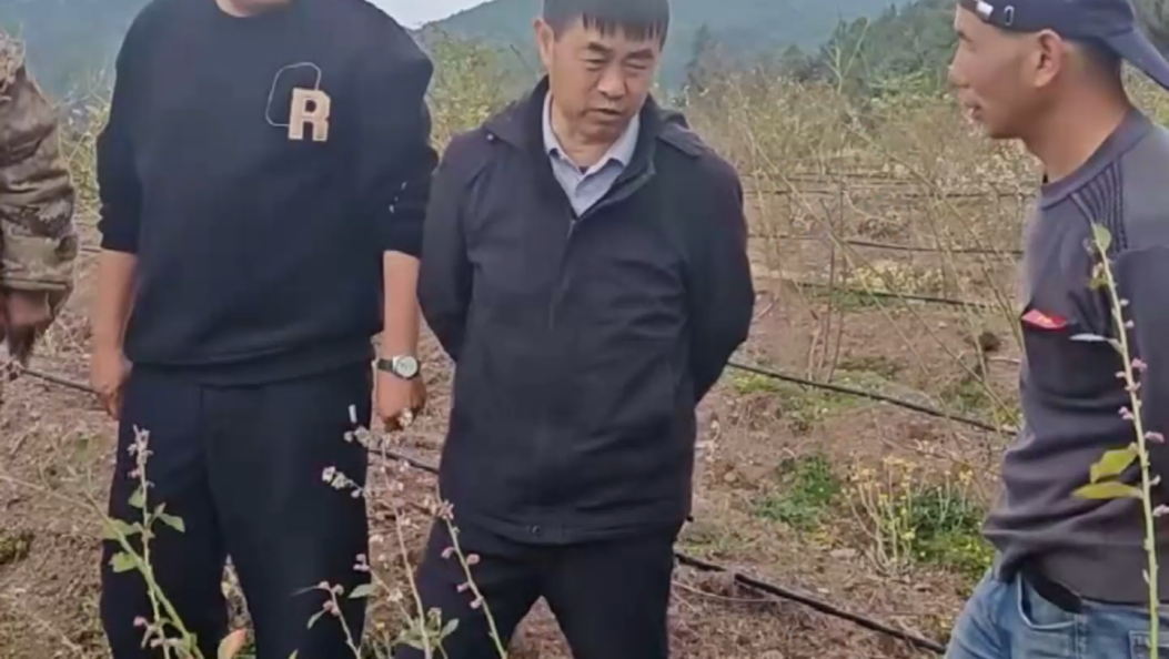 科技进山助力农业产业发展！大理州融媒体中心请来专家，为清水沟村土壤“把脉开方”！#乡村振兴 #科技助农