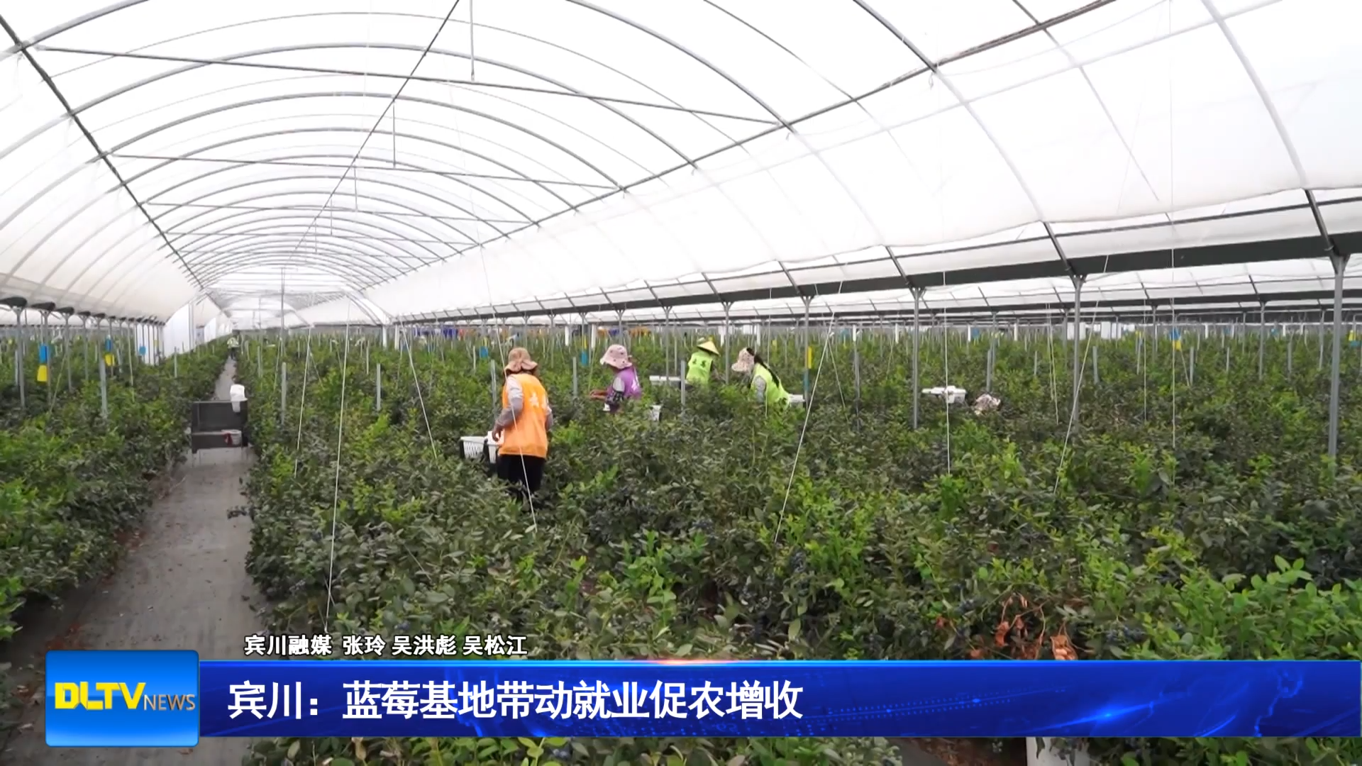 宾川：蓝莓基地带动就业促农增收