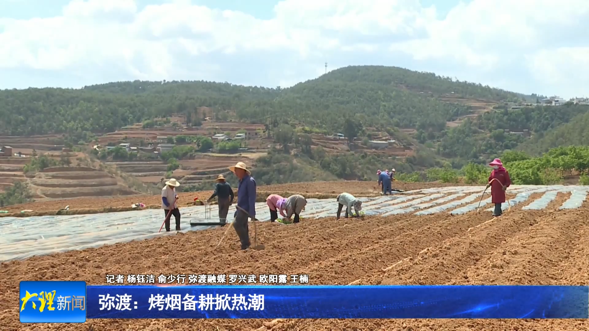 弥渡：烤烟备耕掀热潮