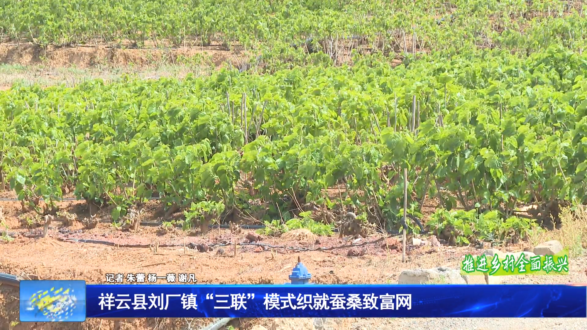 祥云县刘厂镇“三联”模式织就蚕桑致富网