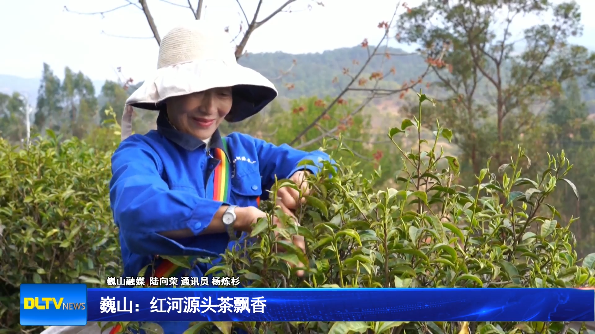 巍山：红河源头茶飘香
