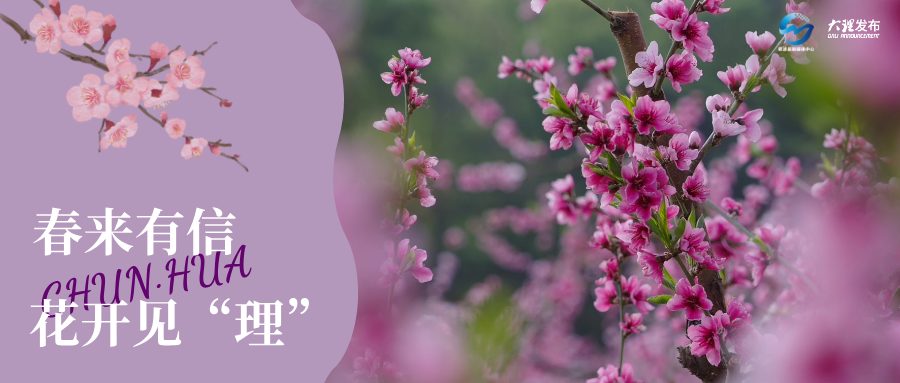 弥渡・桃花：桃源召唤，节庆聚势