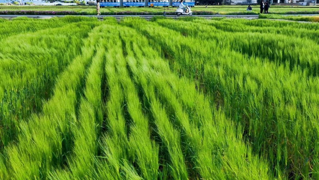 谷雨丨来大理看风吹麦浪