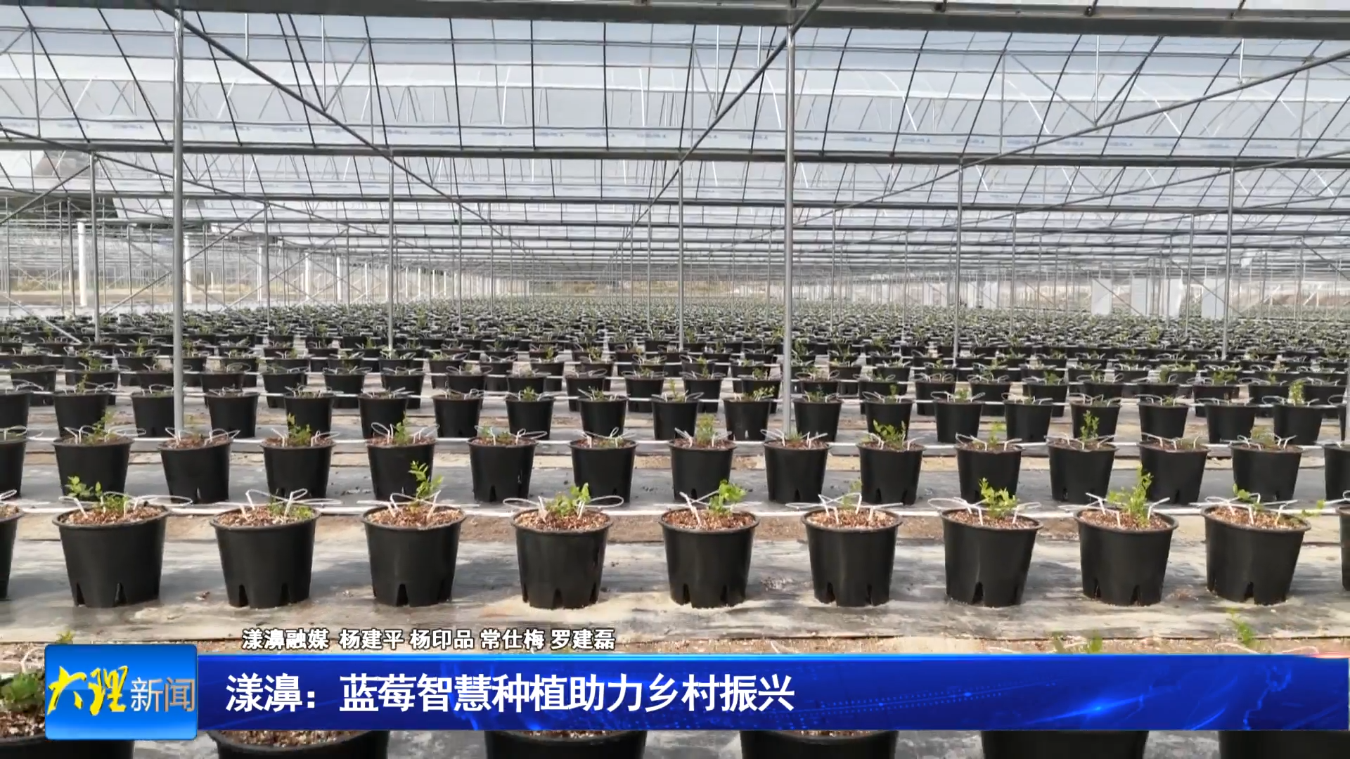 漾濞：蓝莓智慧种植助力乡村振兴