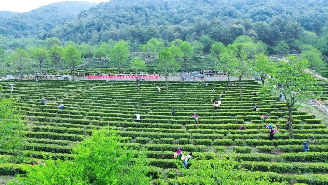 在春天里的永平，把茶“玩”出新高度