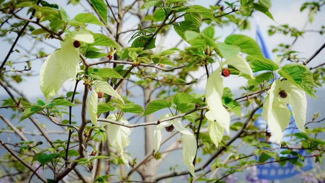 历经十余年精心管护，国家一级保护植物珙桐在大理迎来盛花期