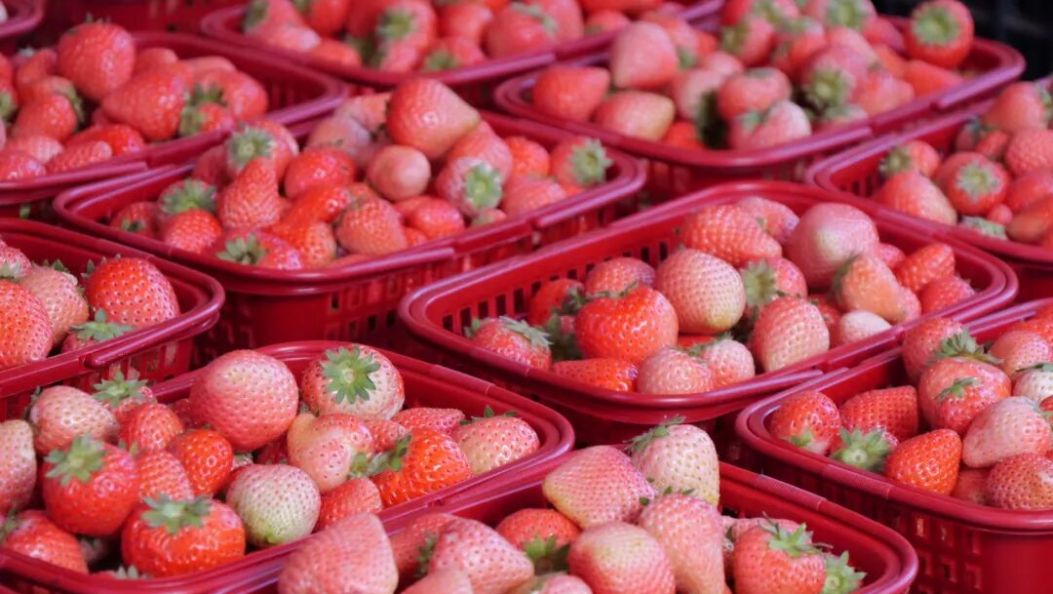 鲜花满枝、蔬果盈筐，鹤庆春意正浓！