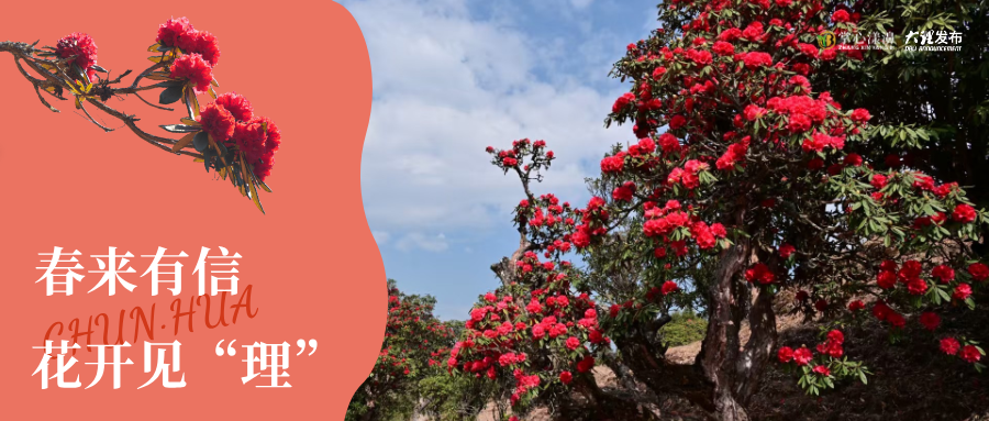 漾濞·杜鹃：高山之约，生态共享