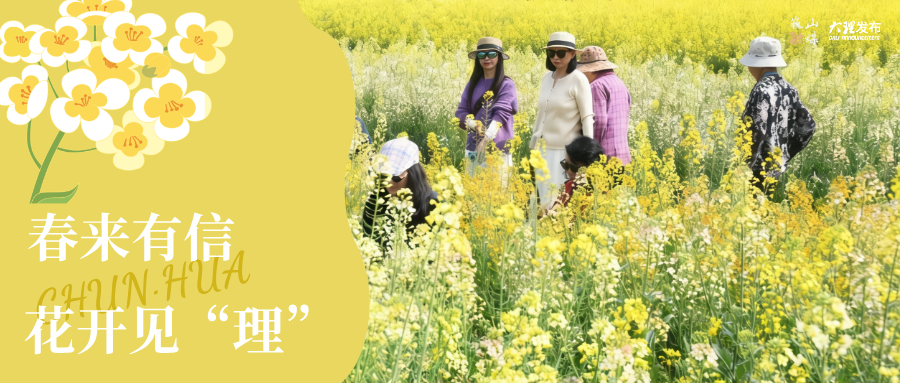 巍山·油菜花：田园诗讯，农旅融合