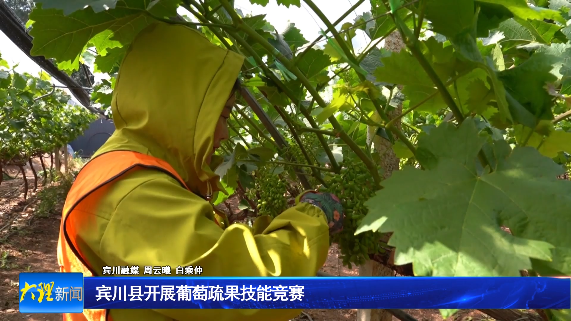 宾川县开展葡萄疏果技能竞赛