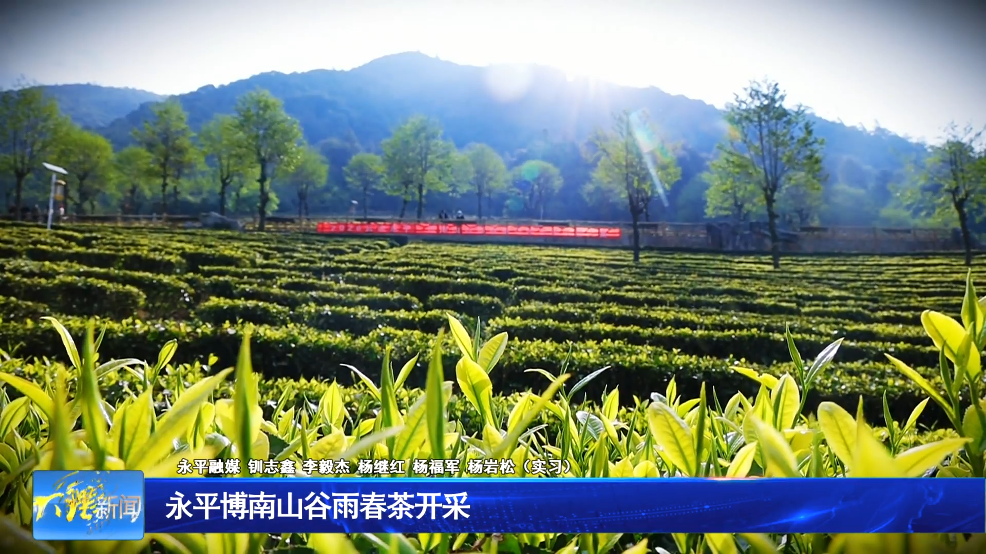 永平博南山谷雨春茶开采