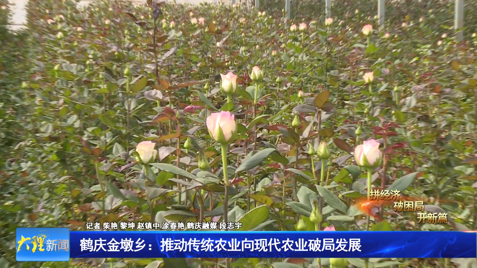 鹤庆金墩乡：推动传统农业向现代农业破局发展