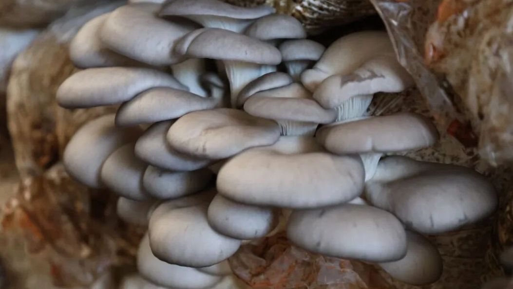 永平有菌，远销千里