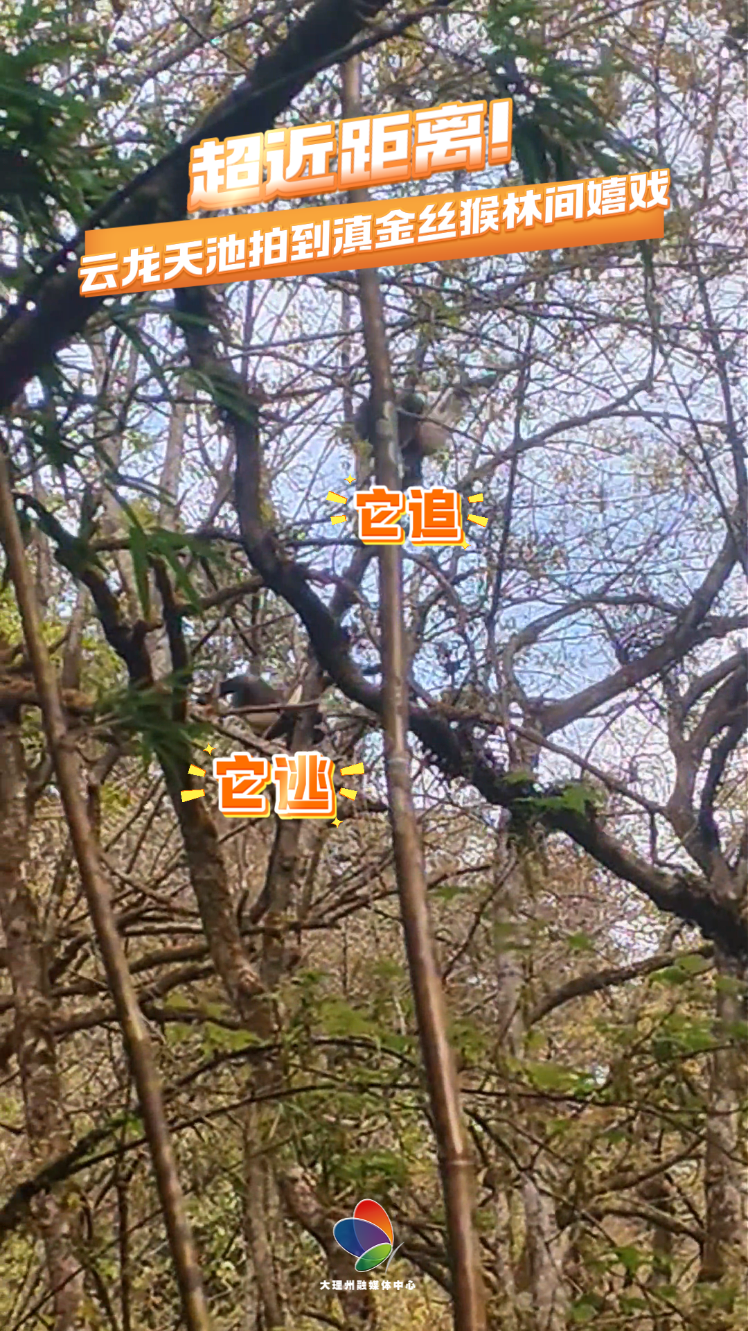 近日，云龙天池国家级自然保护区护林员在巡护时，近距离拍摄到国家一级保护动物滇金丝猴在林间嬉戏，画面十分珍贵。#滇金丝猴 #生态保护 #在大理爱上生活