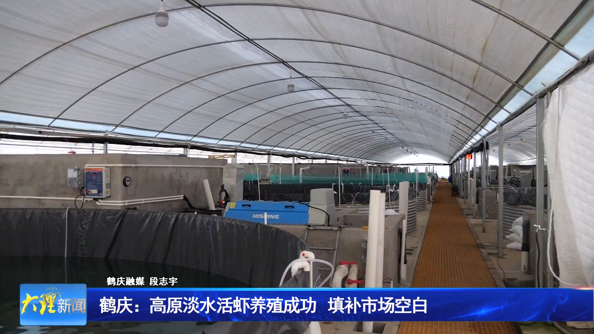 鹤庆：高原淡水活虾养殖成功 填补市场空白