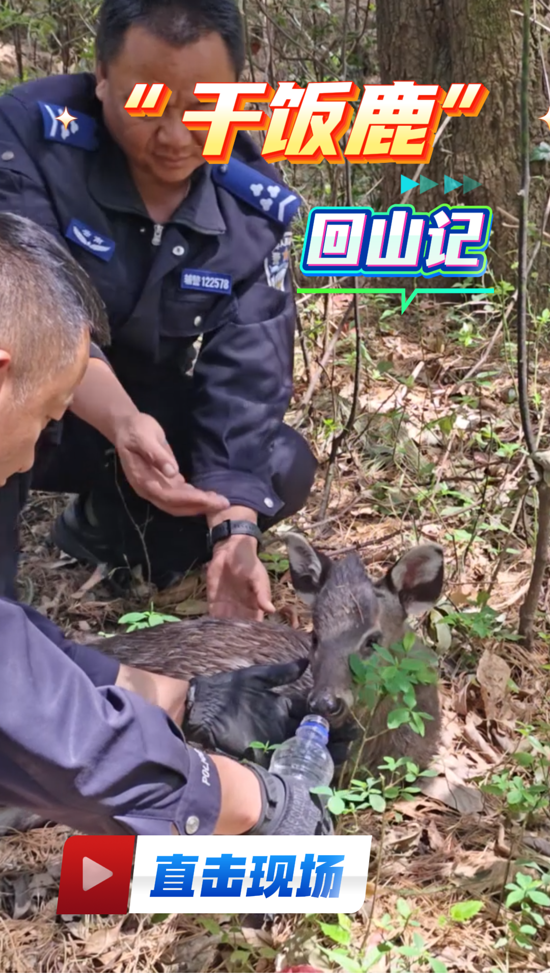  《直击现场》第43期《干饭鹿”回山记》#野生动物救助 #大理生态越来越好#在大理爱上生活
