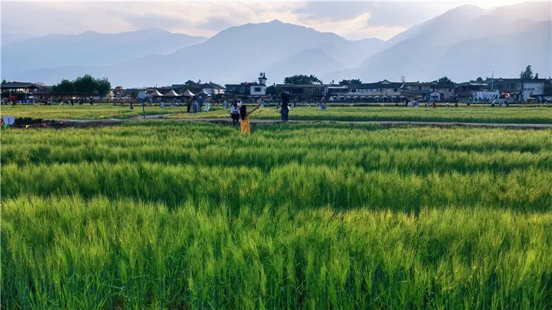 去有风的地方，看风吹麦浪