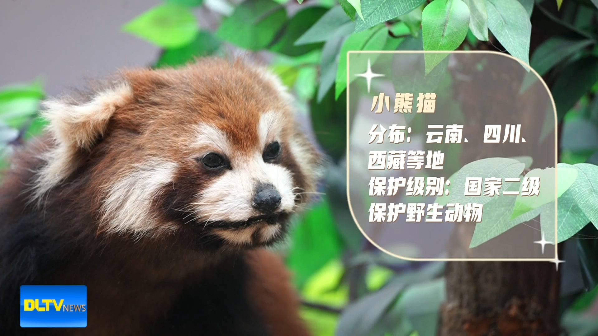 生物科普：小熊猫