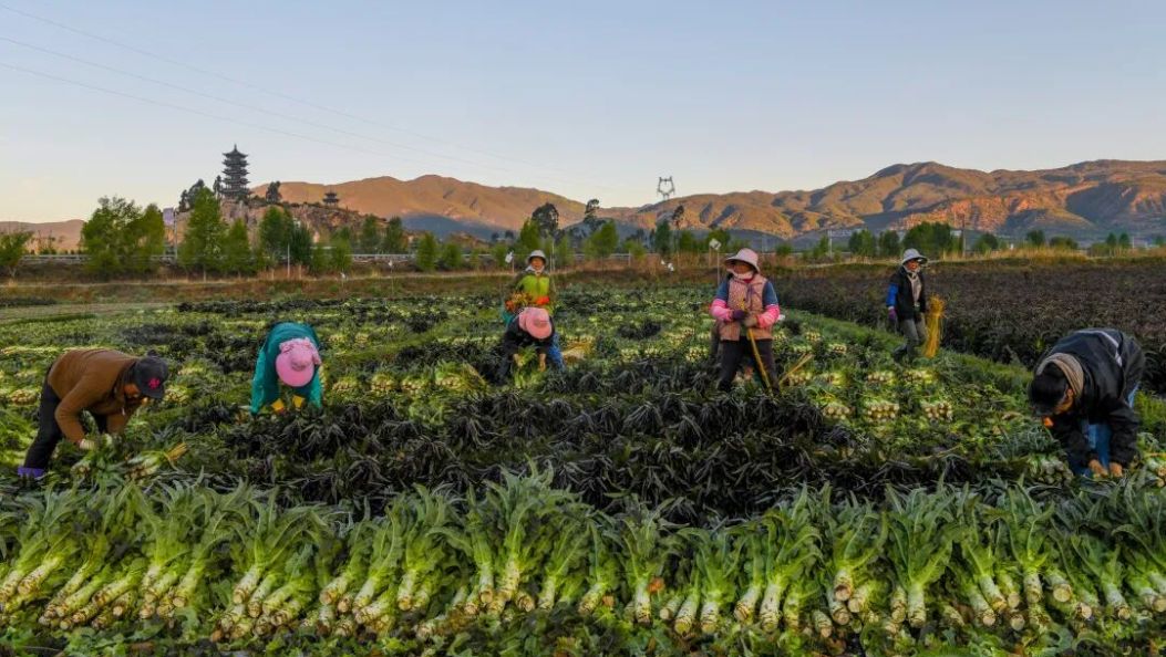 苍洱艺萃 |《凌晨的收获》(组照) 摄影作品