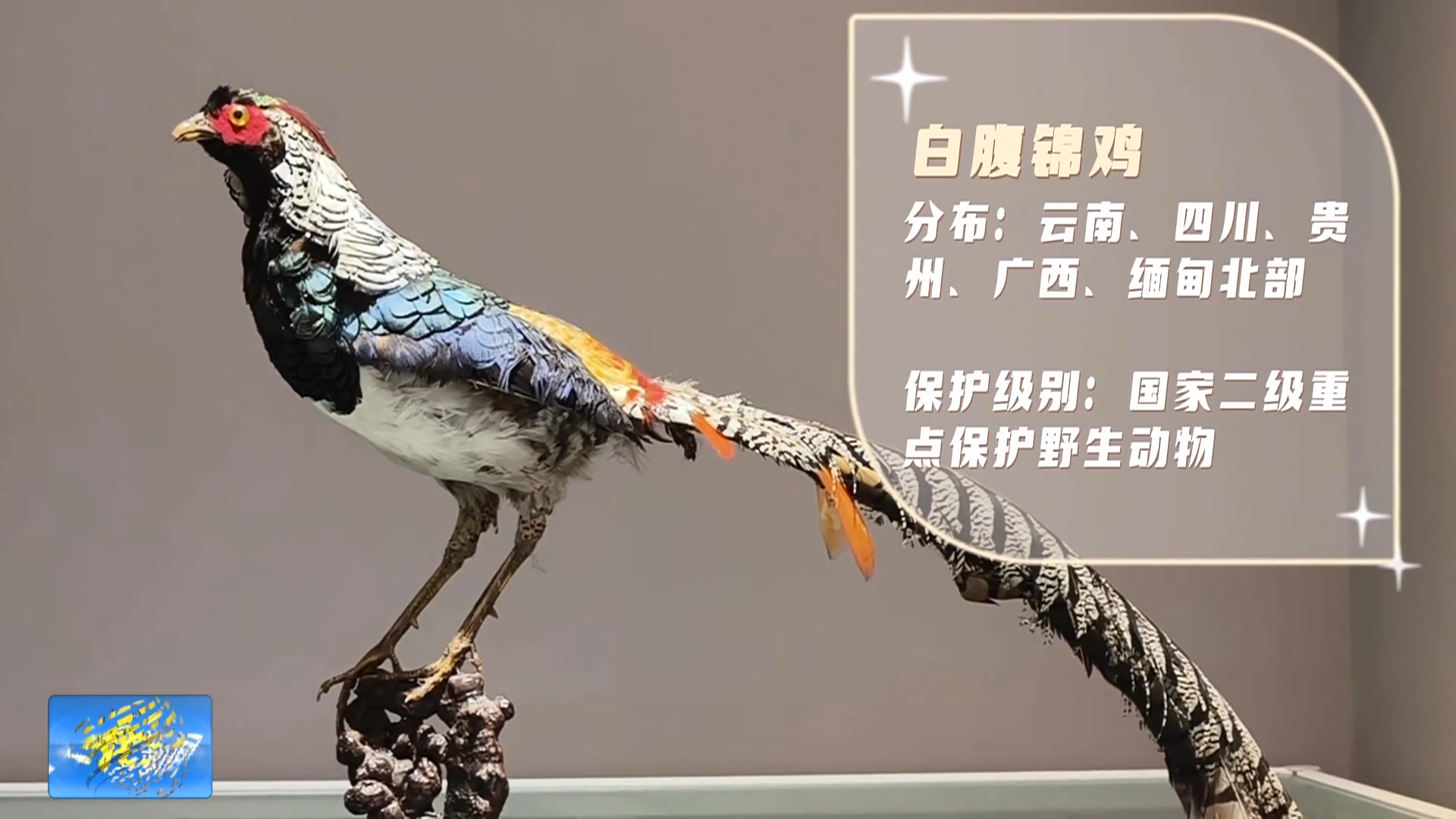 生物科普：白腹锦鸡