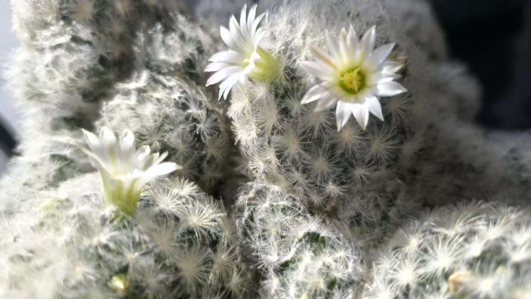 “大理以诗歌季开启全民阅读” ，入选全国先进经验