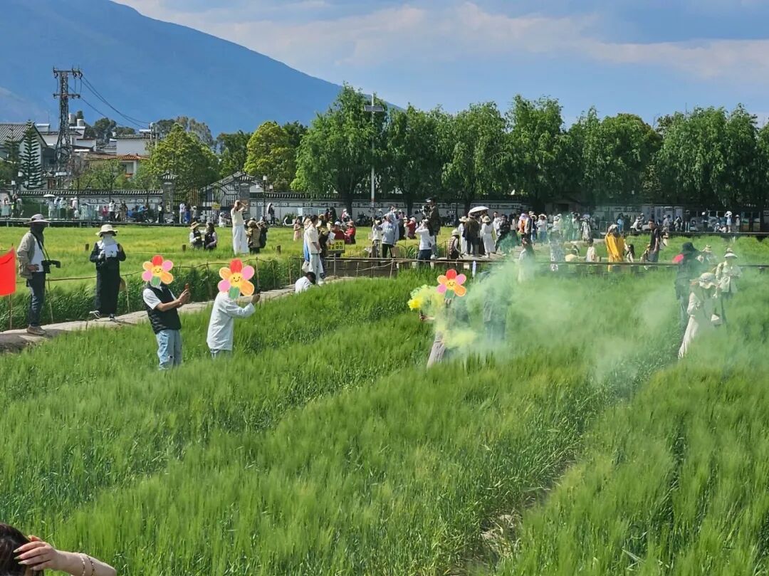 喜洲麦田美！但为了“出片”踩踏庄稼，不该！