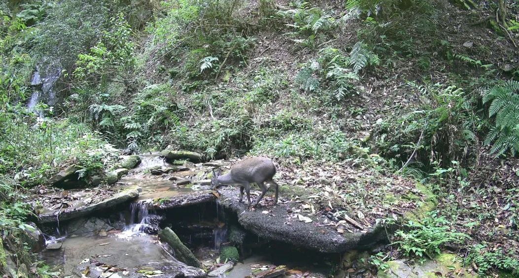 大场面！南涧无量山6种野生动物同框“走秀”！太酷啦~