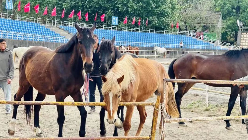 赛马已就位，“马王”之争悬念拉满~~~