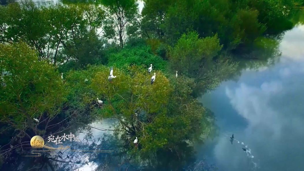 大理纵横第488期