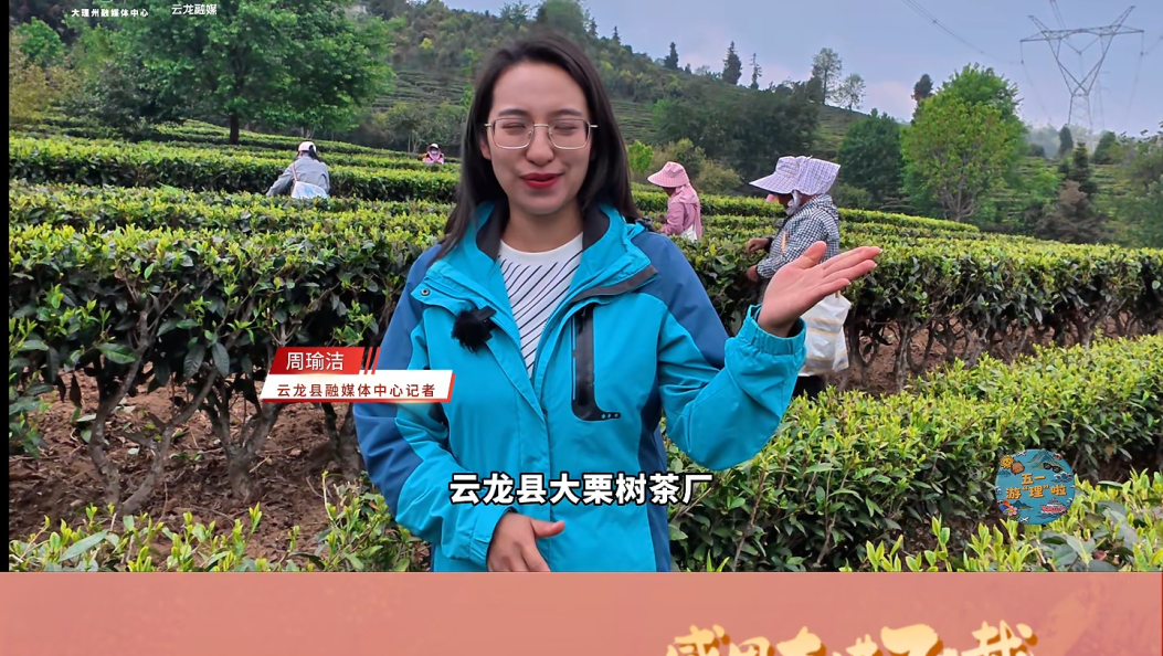 采茶制茶品春宴，大理云龙县大栗树茶厂带你解锁五一慢时光 #在大理爱上生活 #五一 #劳动节 #大理70正芳华