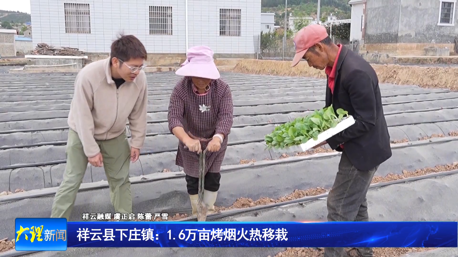 祥云县下庄镇：1.6万亩烤烟火热移栽