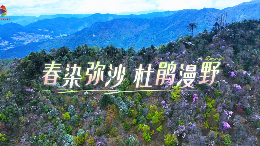 春染弥沙 杜鹃漫野#在大理爱上生活