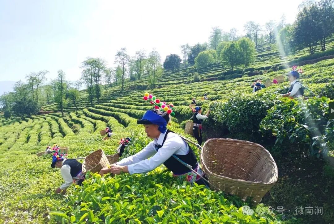 这个“五一”，来南涧公郎镇开启一趟“茶旅+山水”的多元体验