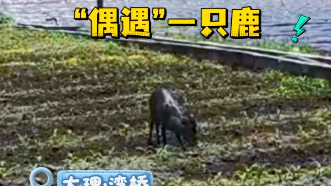《“干饭鹿”回山记》