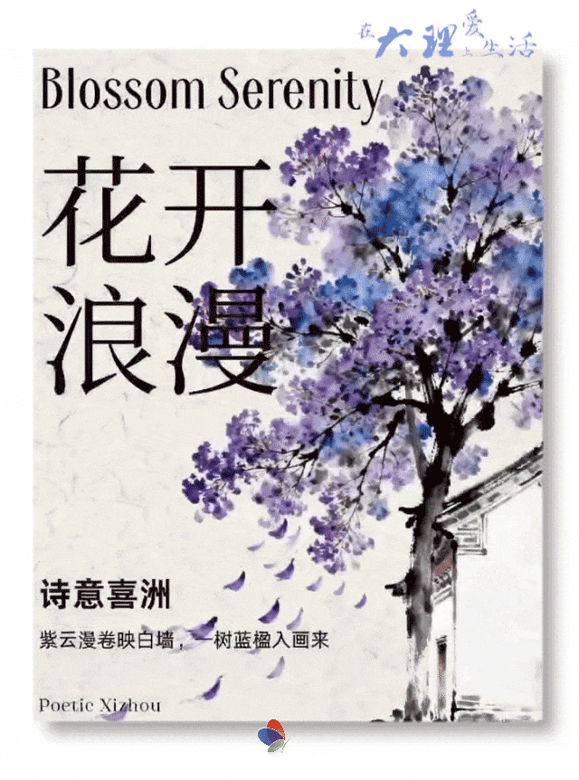 一树花开，一城醉 | 在大理爱上生活